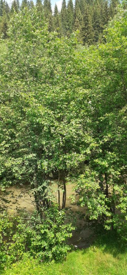 Pensiunea Tora Vatra Dornei Esterno foto