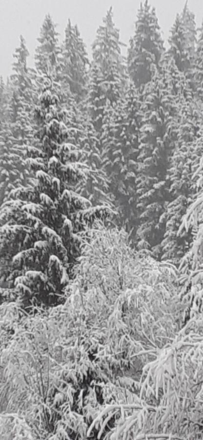 Pensiunea Tora Vatra Dornei Esterno foto