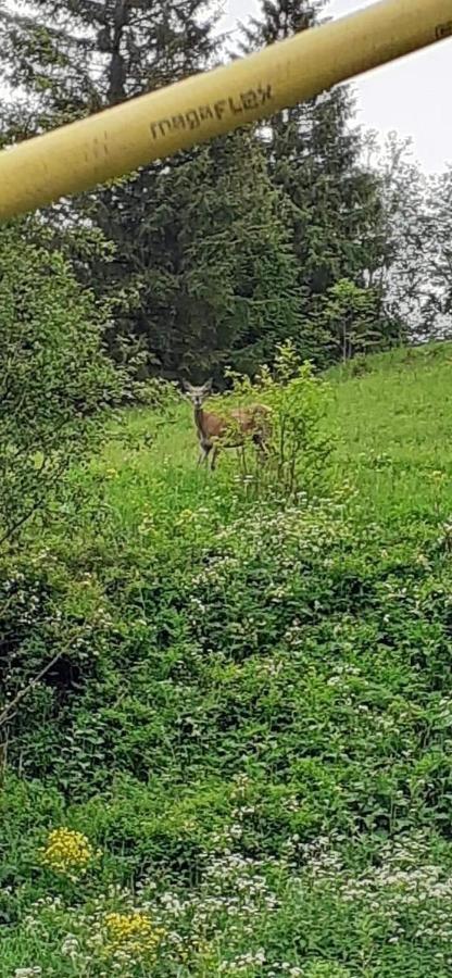 Pensiunea Tora Vatra Dornei Esterno foto