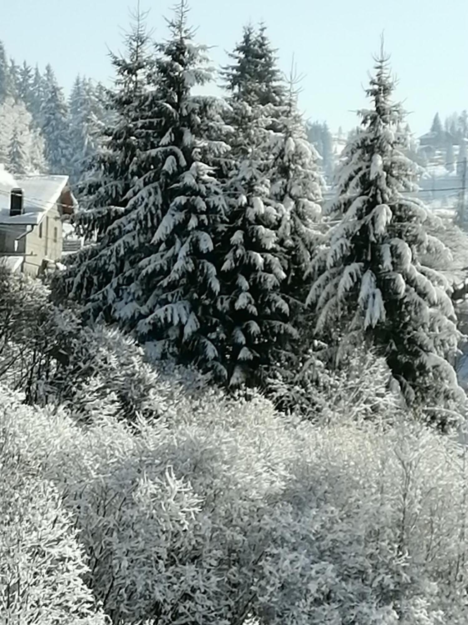 Pensiunea Tora Vatra Dornei Esterno foto